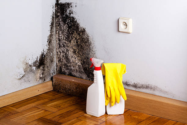 Professional Mold Removal in Westport, WA